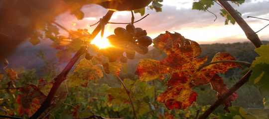 tramonto-nel-vigneto.png
